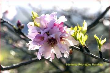Manto de tonos blancos y rosas en Gran Canaria (Reportaje gráfico de Ildefonso Rodríguez)